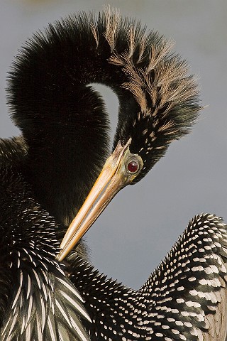 Schlangenhalsvogel Anhinga melanogaster DarterAnhinga